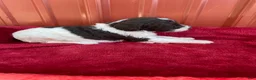 Labradoodle dogs for sale: F1bb Chloe - Ad 1