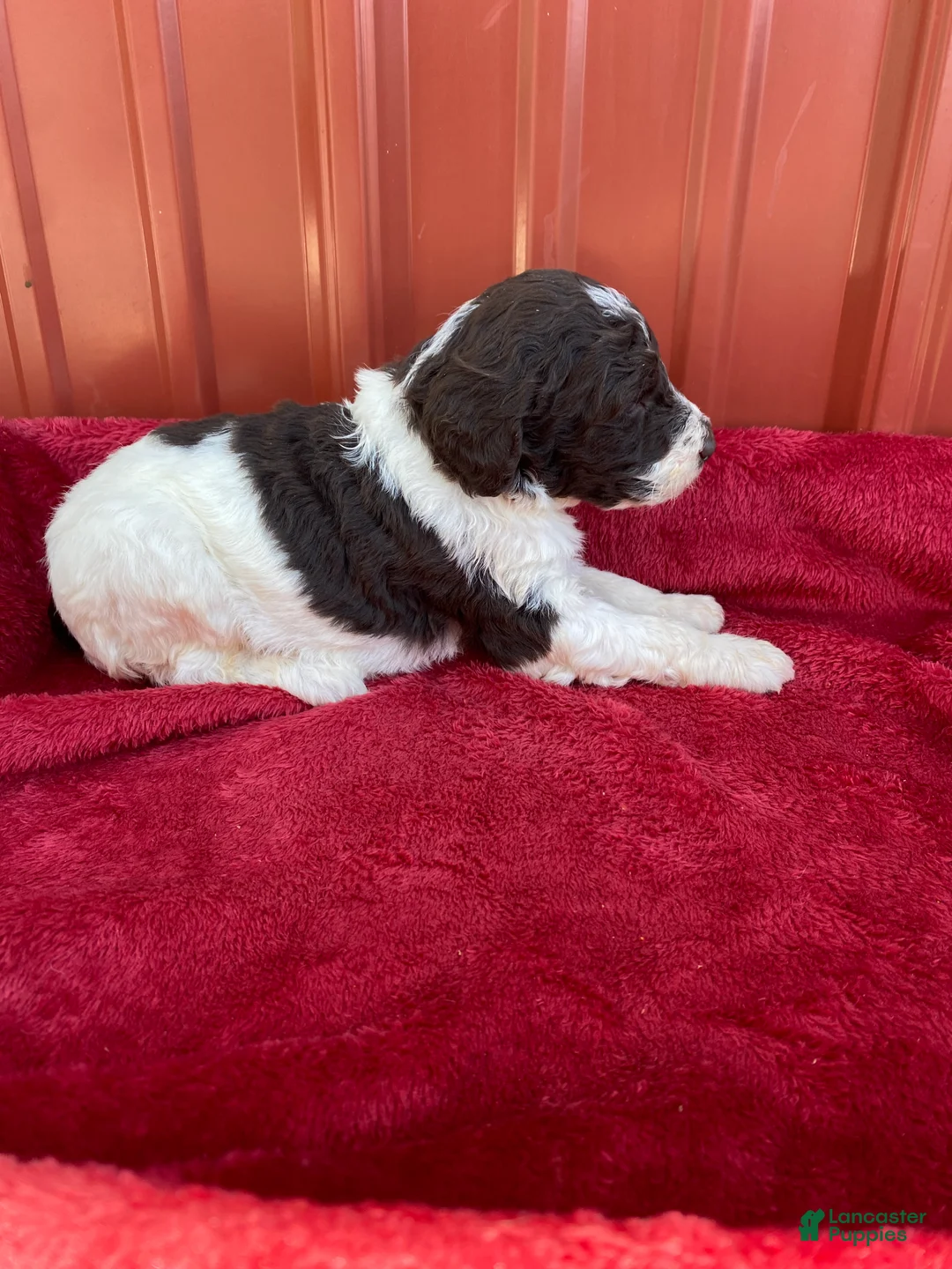 Labradoodle dogs for sale: F1bb Chloe - Ad 1