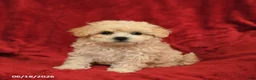 Maltipoo dogs for sale: Mamie - Ad 4