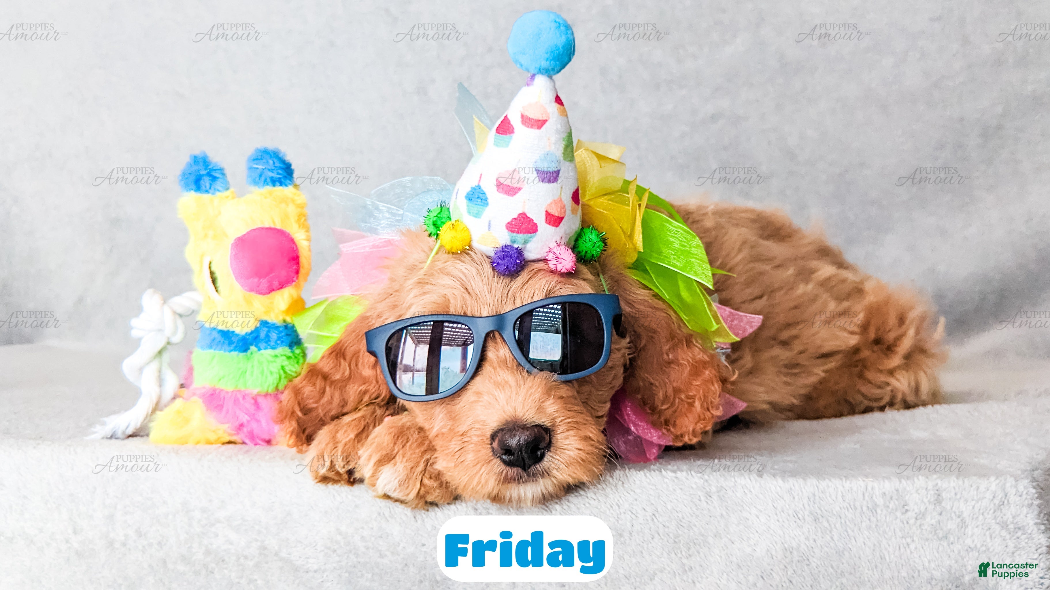 Goldendoodle dogs Friday - Ad 3