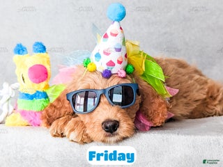 Goldendoodle dogs Friday - Ad 8