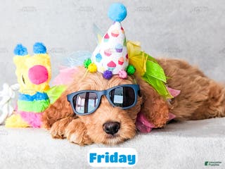 Goldendoodle dogs Friday - Ad 12