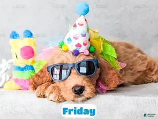 Goldendoodle dogs Friday - Ad 34