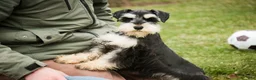 Miniature Schnauzer dogs for sale: Felix - Ad 4