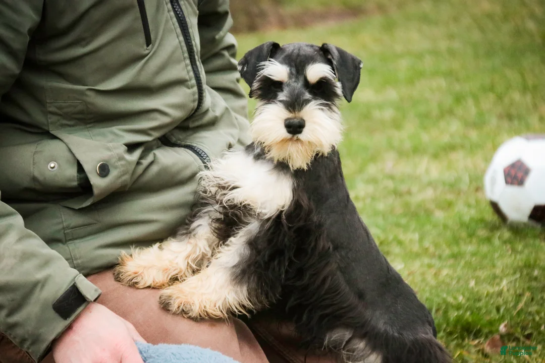 Miniature Schnauzer dogs for sale: Felix - Ad 4