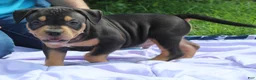 American Bully dogs for sale: Jax - Ad 3