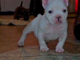 American Bully dogs - Ad 31