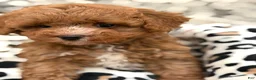 Toy Poodle dogs for sale: Fifi - Ad 10