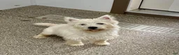 West Highland Terrier dogs for sale: Parker - Ad 11