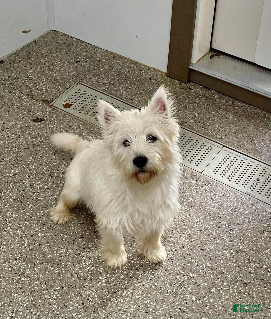 West Highland Terrier dogs for sale: Parker - Ad 11