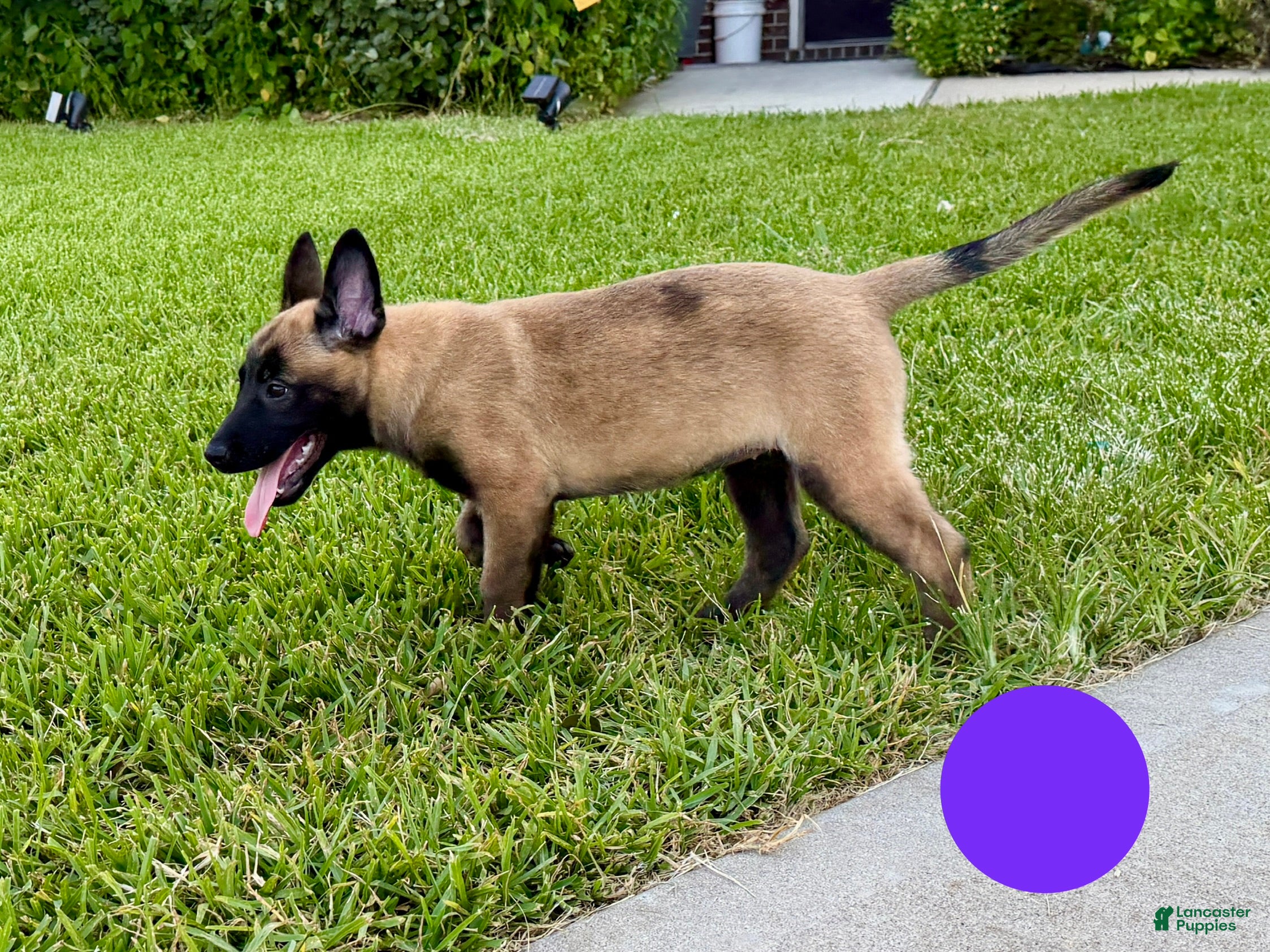 Belgian Malinois dogs Belgian Malinois 5 - Ad 20