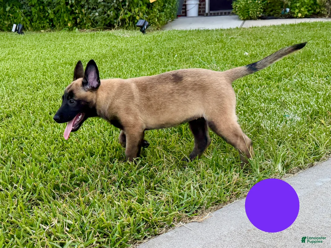 Belgian Malinois dogs for sale: Belgian Malinois 5 - Ad 1