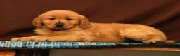 Golden Retriever dogs for sale: Rob - Ad 3