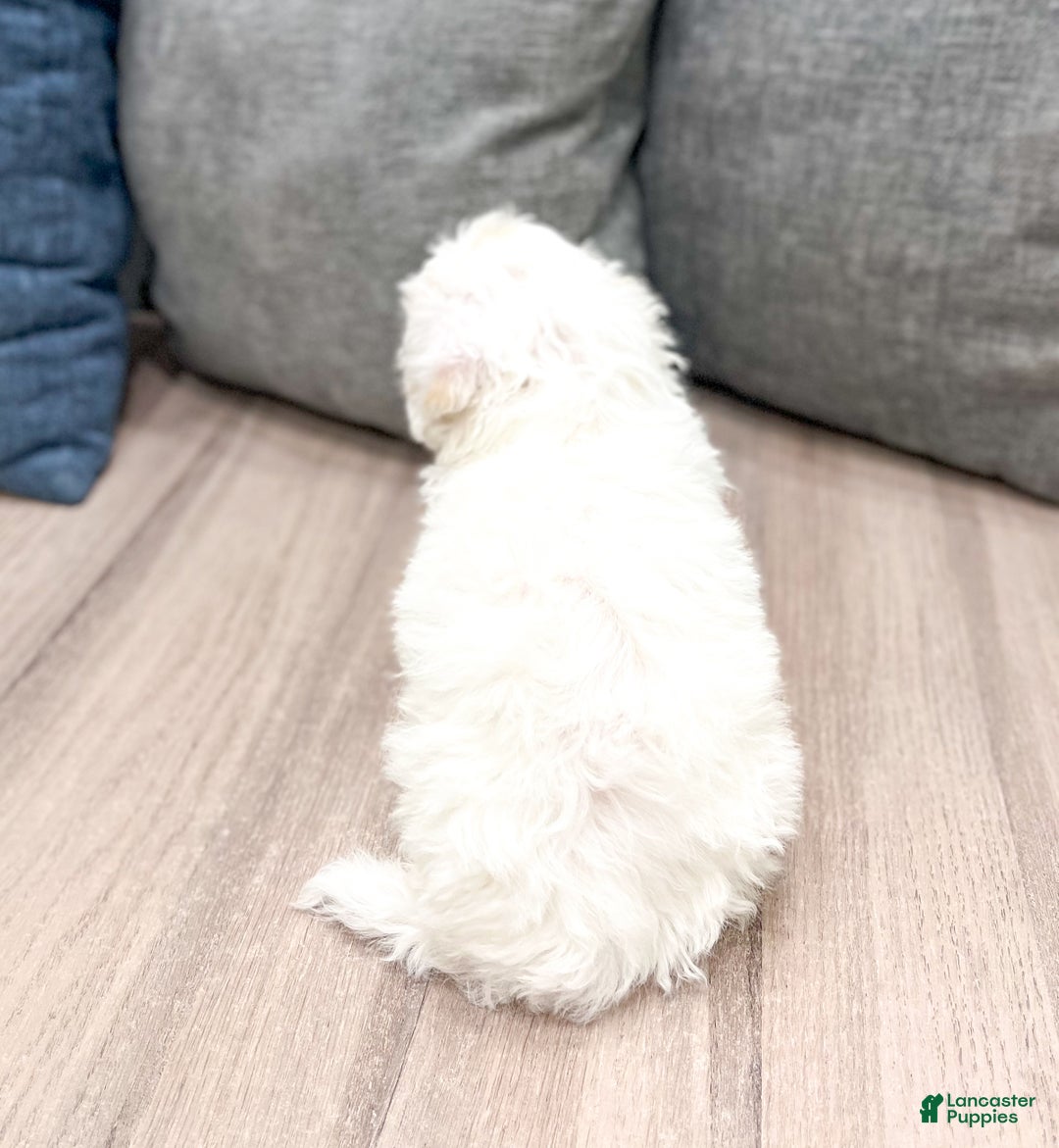 Bichpoo dogs for sale: Leo - Ad 5