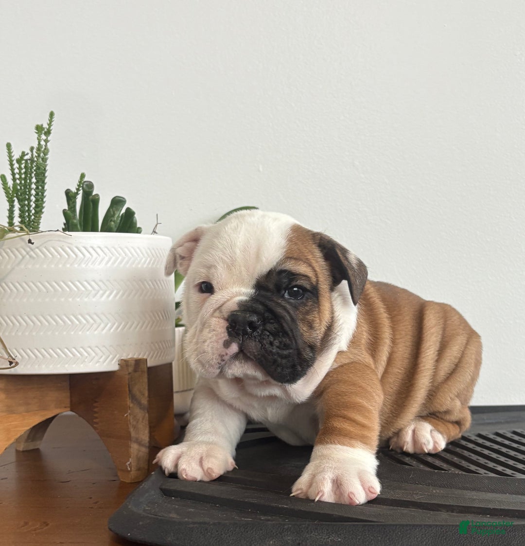 English Bulldog dogs for sale: Tater - Ad 7