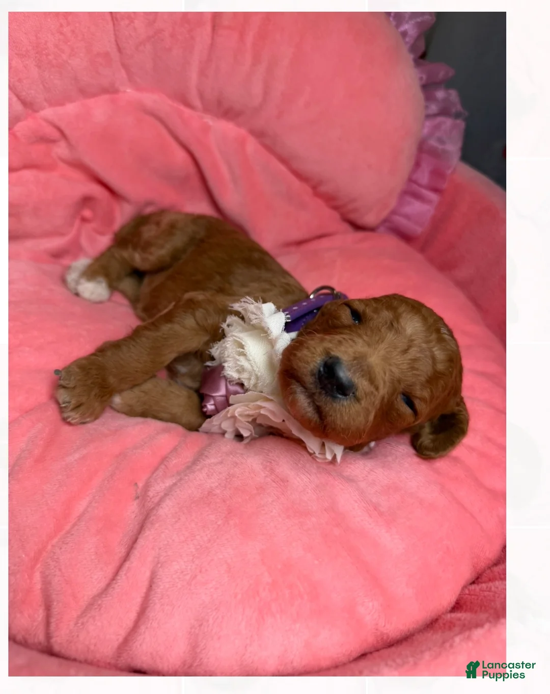 Standard Poodle dogs for sale: Lilac - Ad 3