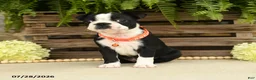 Boston Terrier dogs for sale: Torrie - Ad 5