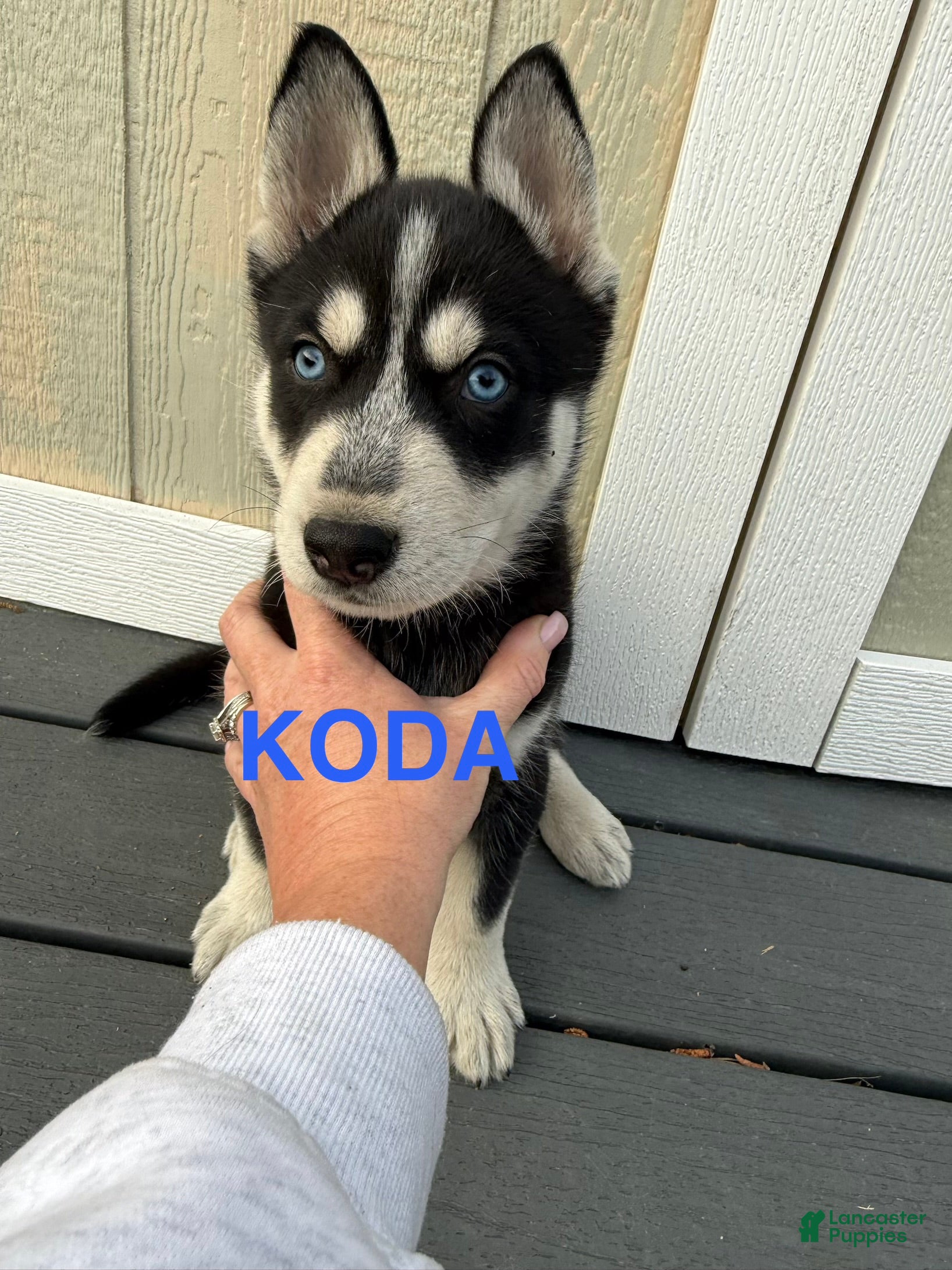 Gerberian Shepsky dogs Gerberian Shepsky Puppy 2 - Ad 5