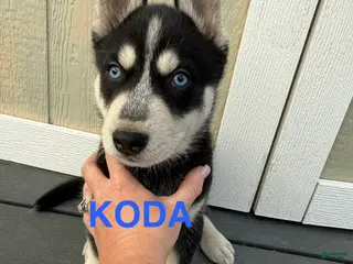 Gerberian Shepsky dogs Gerberian Shepsky Puppy 2 - Ad 22