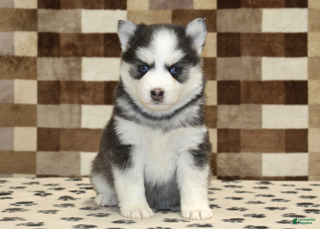 Pomsky dogs for sale: Ice - Ad 3