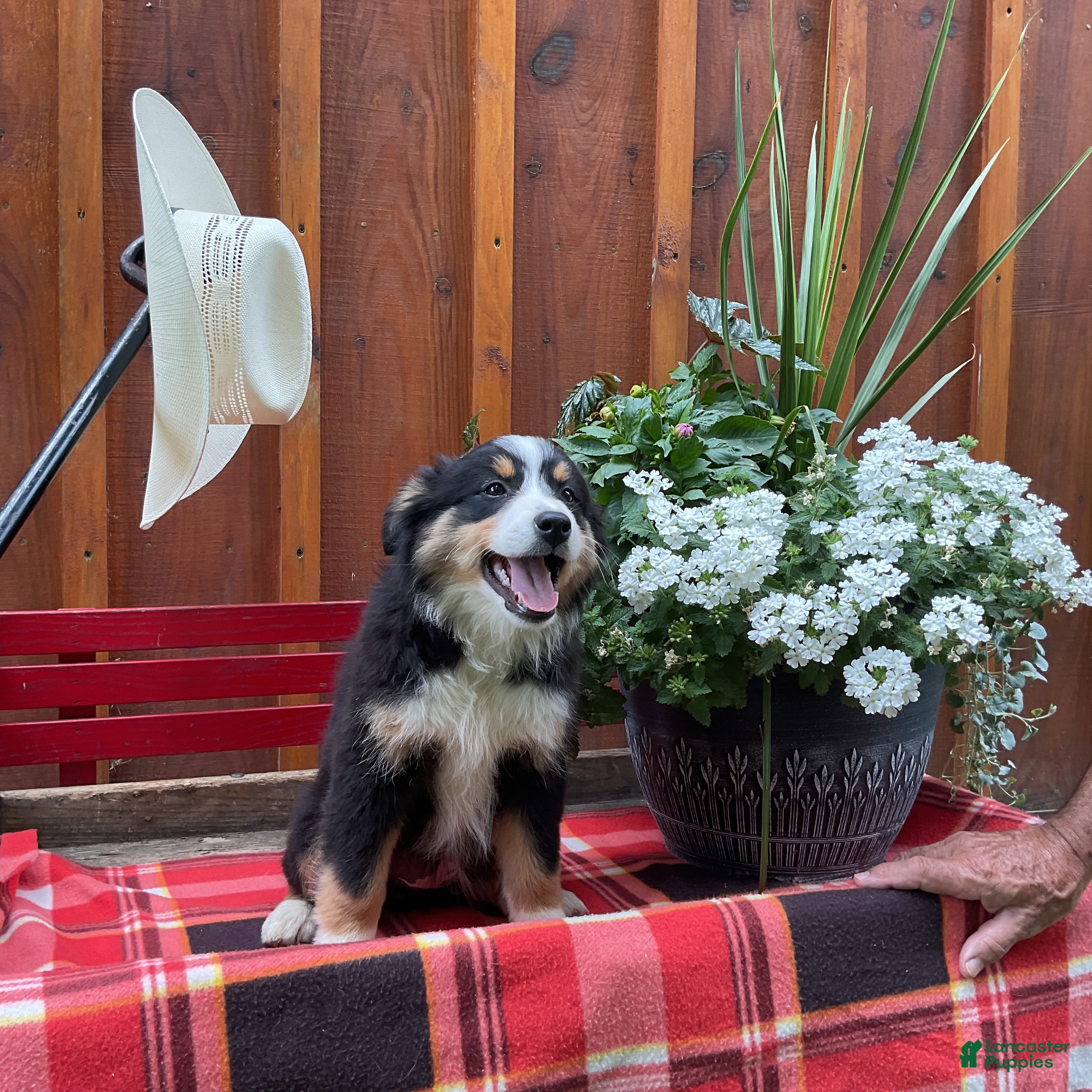 Miniature Australian Shepherd dogs Peggy - Ad 2