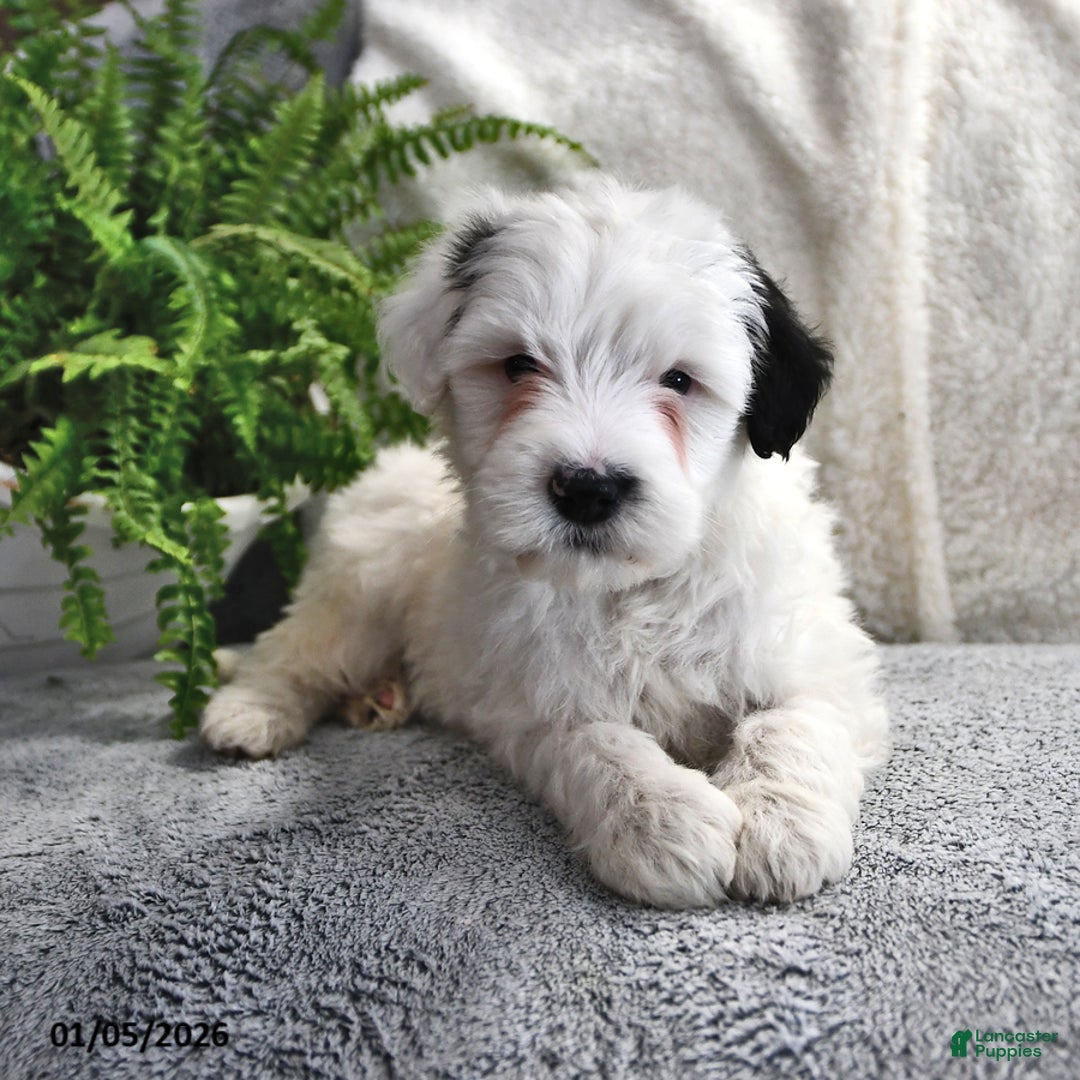 Portuguese Water Dog dogs for sale: Dream  - Ad 10