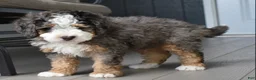 Mini Bernedoodle dogs for sale: Jax F1b - Ad 6