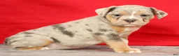 Beabull dogs for sale: Callie - Ad 3