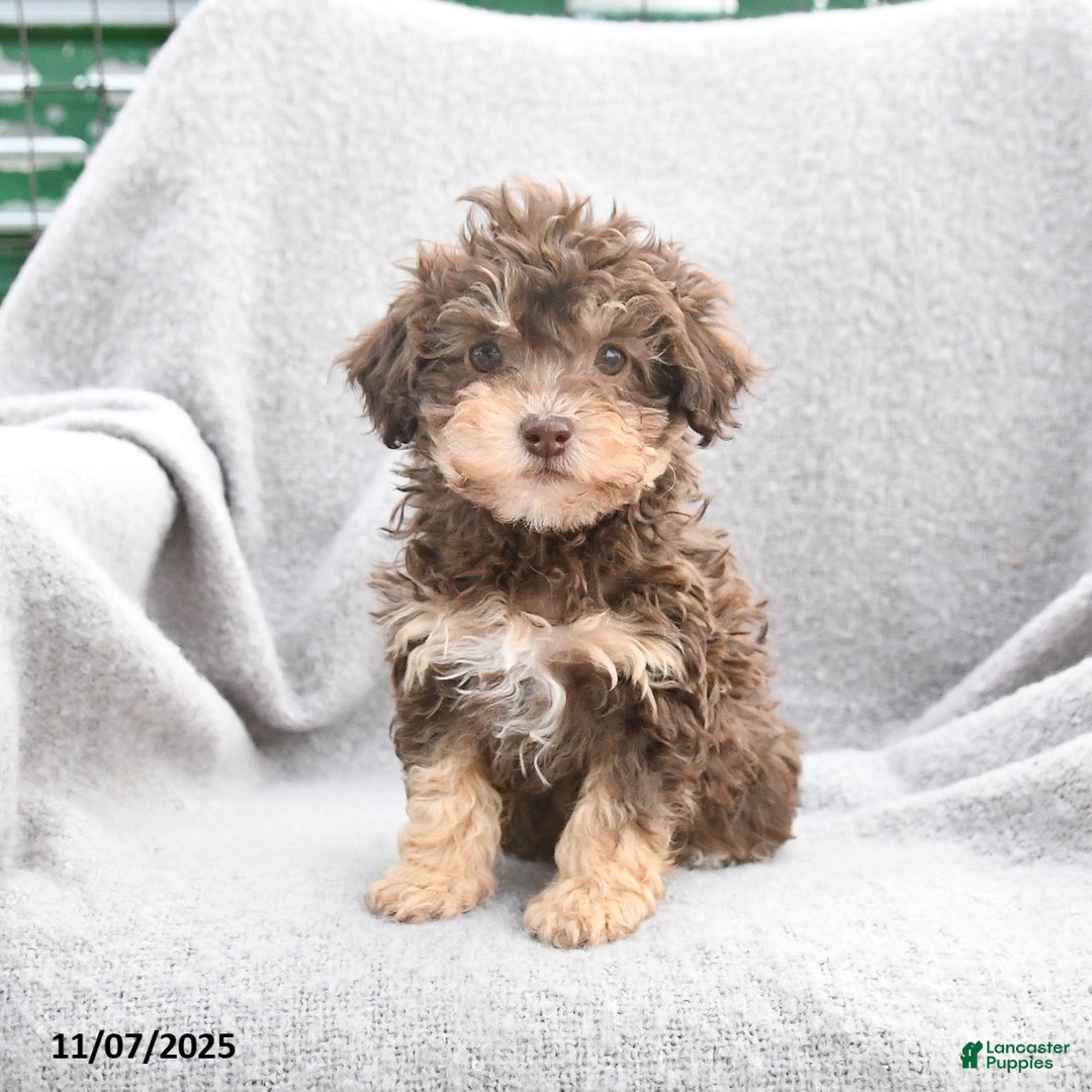 Toy Poodle dogs for sale: Fiona  - Ad 1