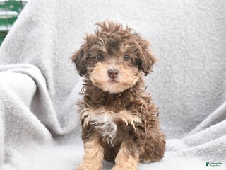 Toy Poodle dogs Fiona - Ad 33