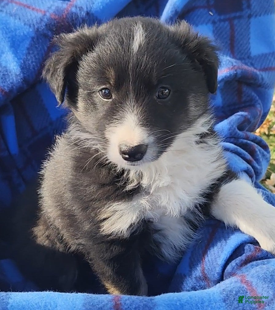 Australian Shepherd dogs Simon - Ad 19