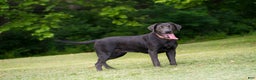 Labrador Retriever dogs for sale: Red - Ad 3