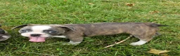Mixed Breed dogs for sale: Sashay Brindle Grey - Ad 4