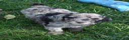 Standard Poodle dogs for sale: Standard Poodle 1 Chocolate Merle - Ad 8