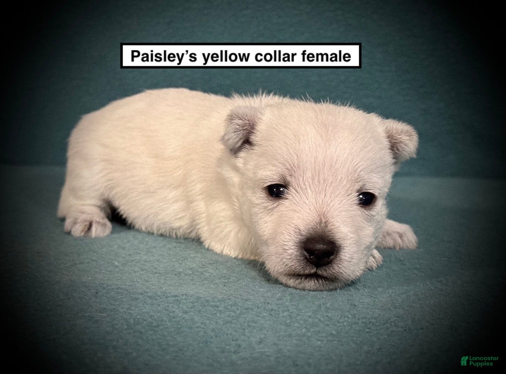West Highland Terrier dogs AKC Paisley's Yellow Collar Female - Ad 3