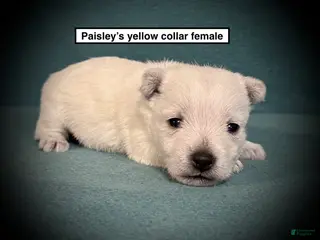 West Highland Terrier dogs AKC Paisley's Yellow Collar Female - Ad 3
