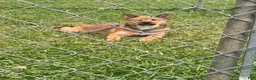 Shiba Inu dogs for sale: Zane - Ad 5