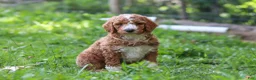 Standard Poodle dogs for sale: Wyatt AKC - Ad 4