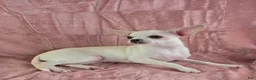 Chihuahua dogs for sale: Milly - Ad 9