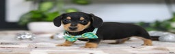 Miniature Dachshund dogs for sale: Blake - Ad 8