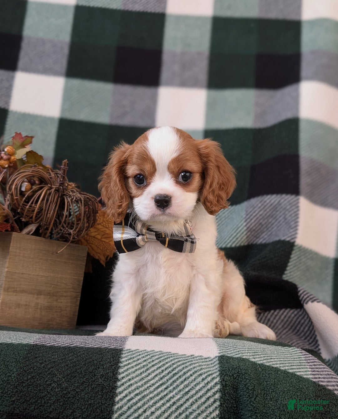 Cavalier King Charles Spaniel dogs for sale: Watkins - Ad 6