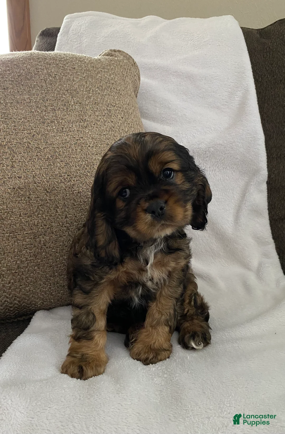Cocker Spaniel dogs for sale: Trevor - Ad 5
