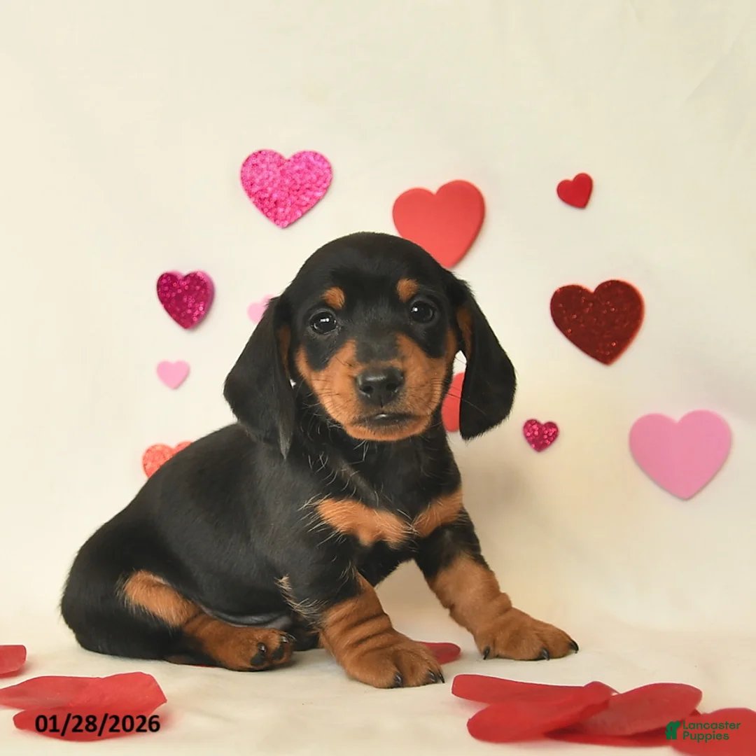 Miniature Dachshund dogs for sale: Oscar  - Ad 3