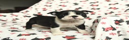 Boston Terrier dogs for sale: James   - Ad 1