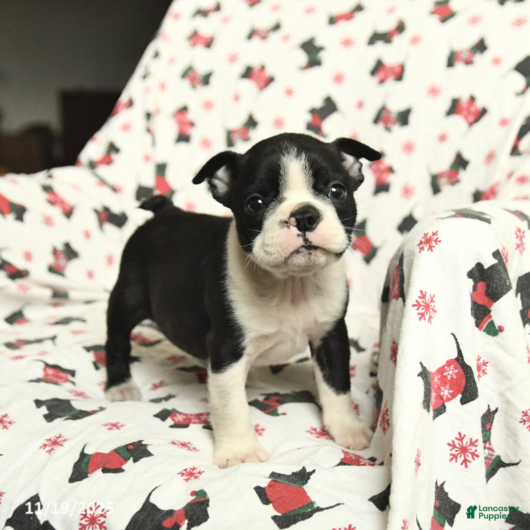 Boston Terrier dogs for sale: James   - Ad 1