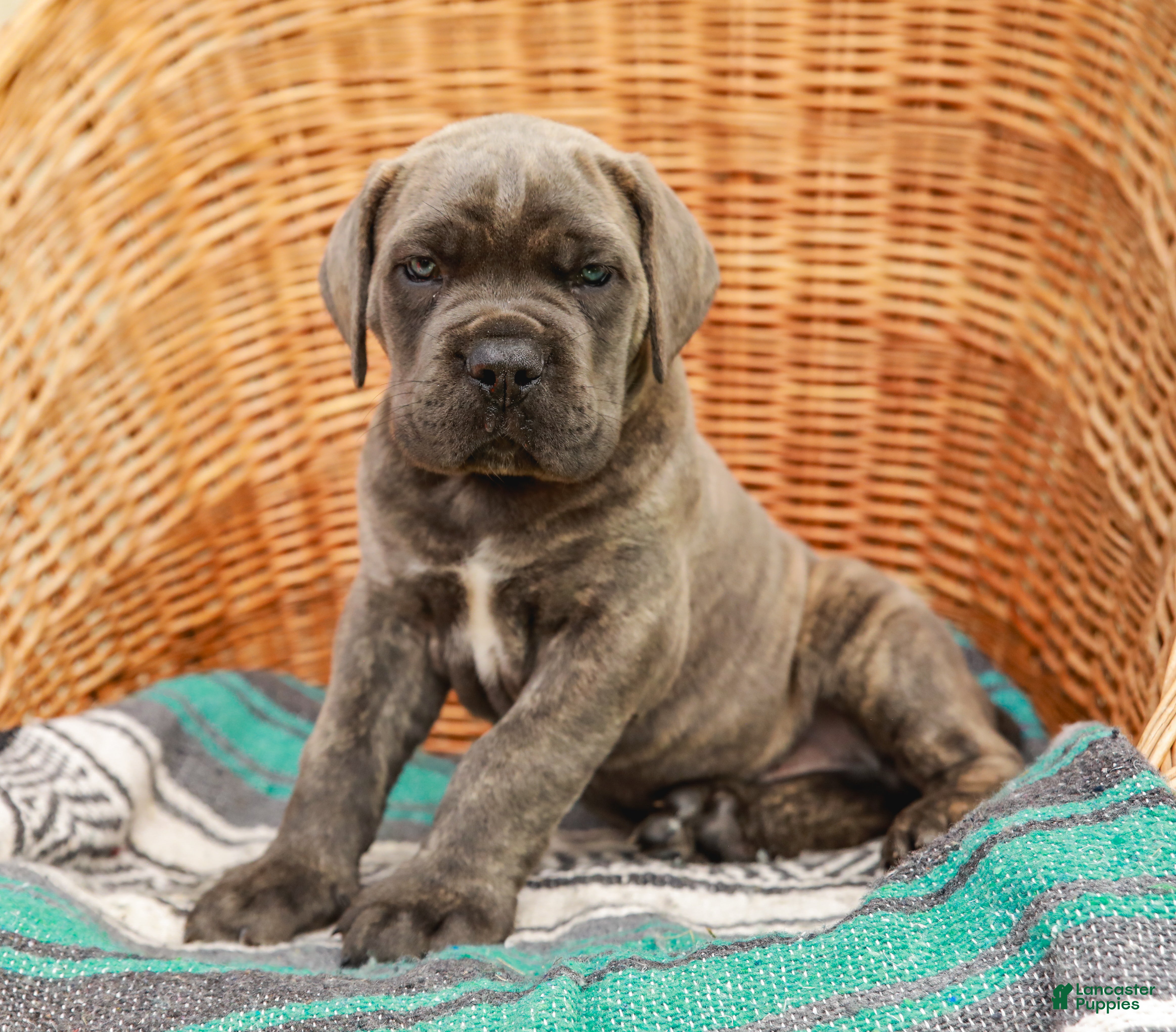 Cane Corso dogs for sale: Diesel (Champion Bloodlines) - Ad 4
