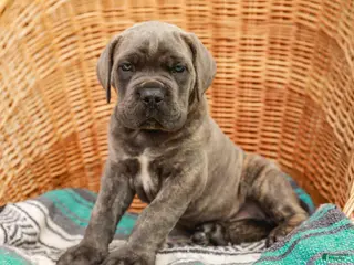 Cane Corso dogs for sale: Diesel (Champion Bloodlines) - Ad 4