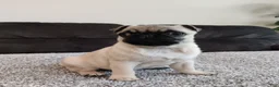 Pug dogs for sale: Max - Ad 4