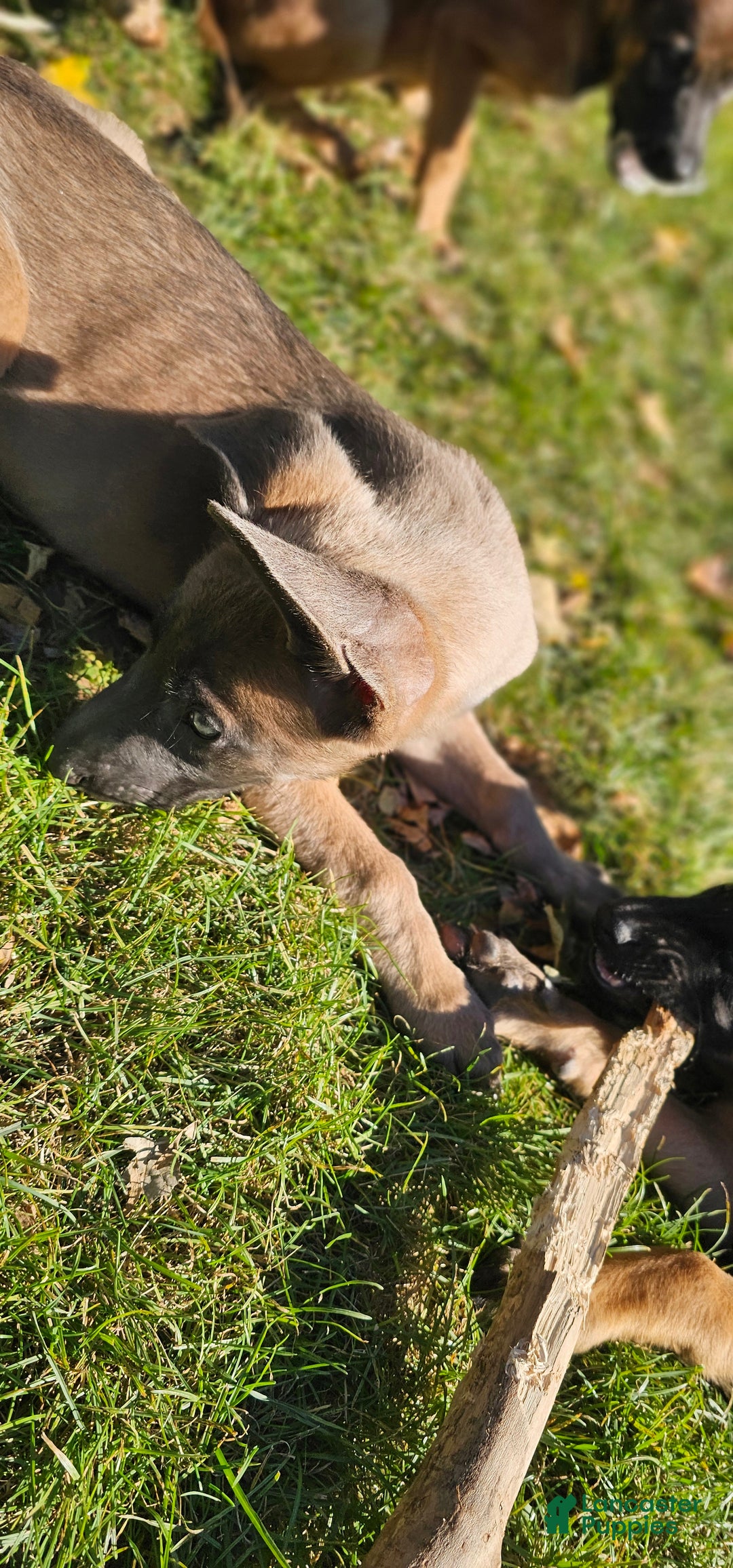 Belgian Malinois dogs for sale: "Vinnie" Belgian Malinois - Ad 2