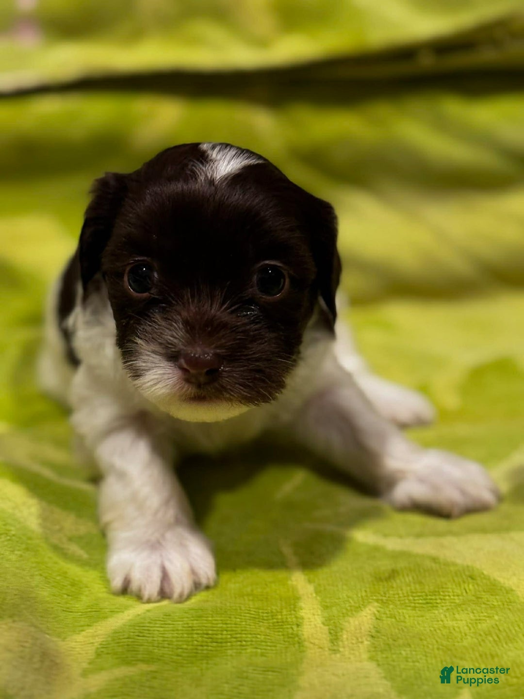 Shorkie dogs for sale: Rayna - Ad 1